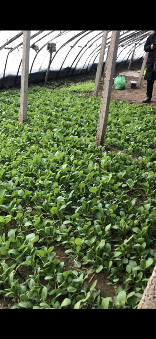 華濱生物百億擴繁，引領農業種植進入強效補菌新時代