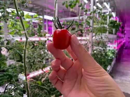 未來(lái)已來(lái) 植物工廠如何顛覆傳統(tǒng)農(nóng)業(yè)種植方式