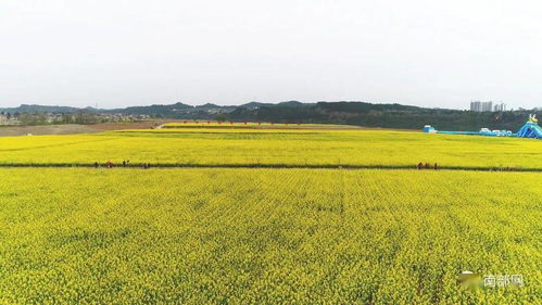 震撼！南部農(nóng)業(yè)播種現(xiàn)場(chǎng)展現(xiàn)科技魅力，網(wǎng)友驚呼 農(nóng)業(yè)已進(jìn)入“未來(lái)模式”